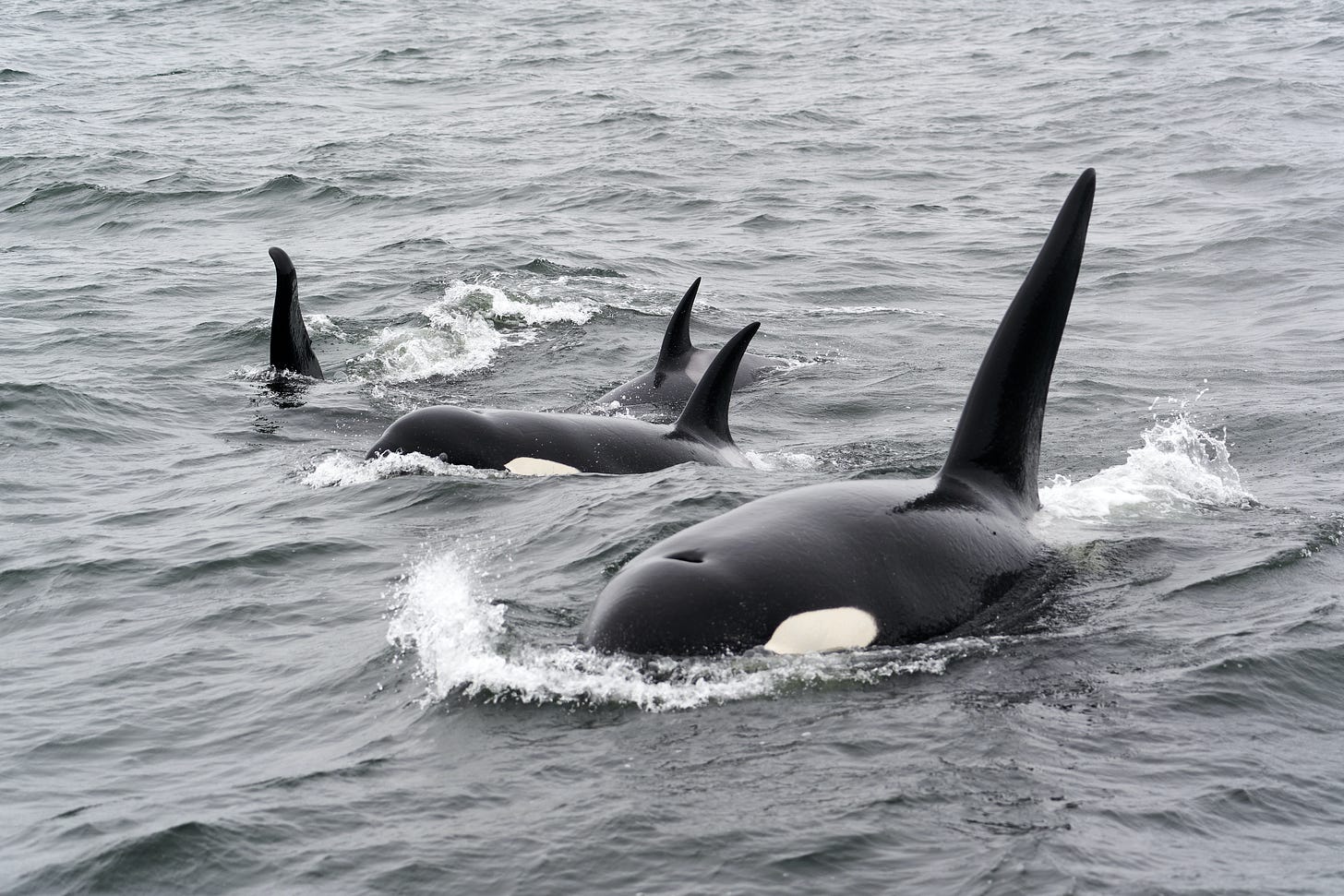 Orcas in the ocean Orcas in the ocean