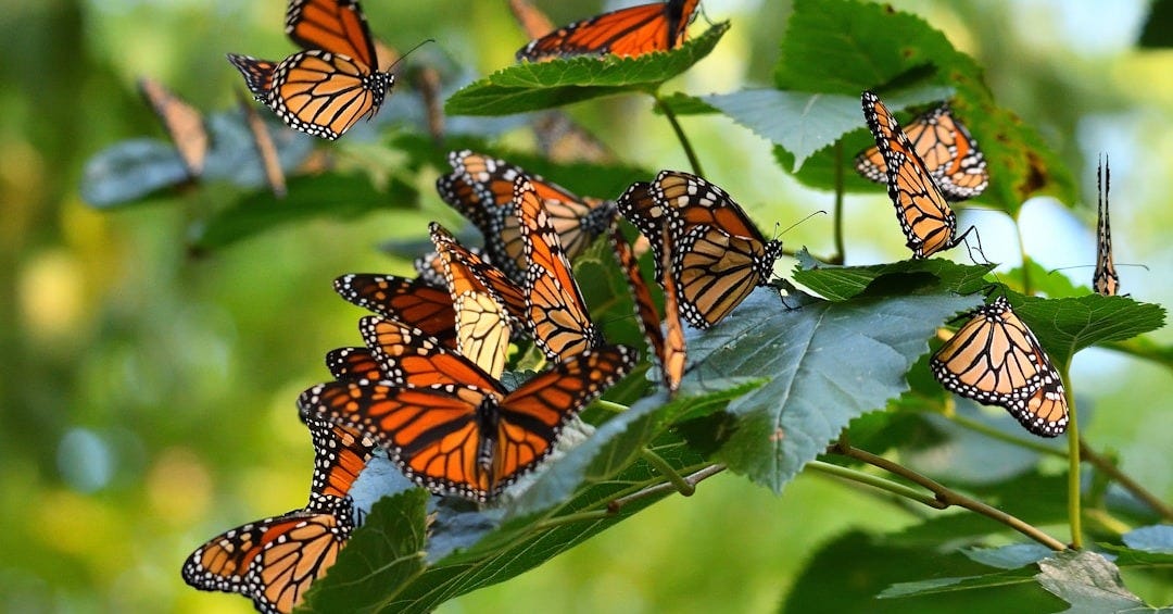 a bunch of butterflies that are on a leaf a bunch of butterflies that are on a leaf