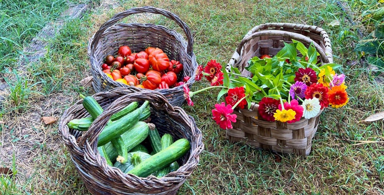 Zucchini & Tomatoes from My Garden 