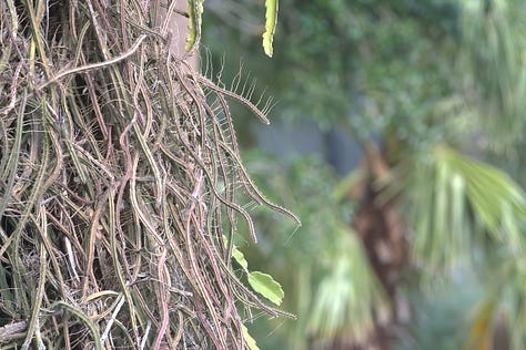 Was Sigmund Freud the cactus smuggled in by Selby Gardens former head botanist?