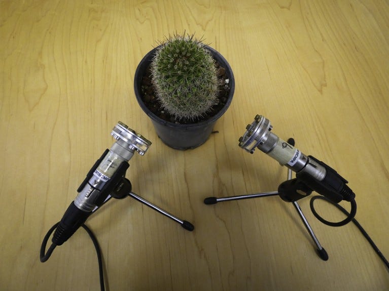 Two microphones recording a cactus. Two microphones recording a cactus.