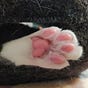 sapphocat's avatar