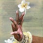 DesertFlower🪷's avatar