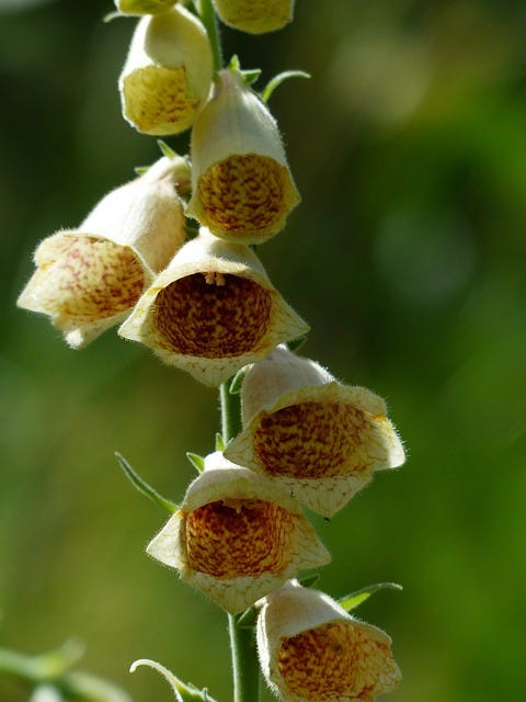 10 amazing brown blooms in our natural world
