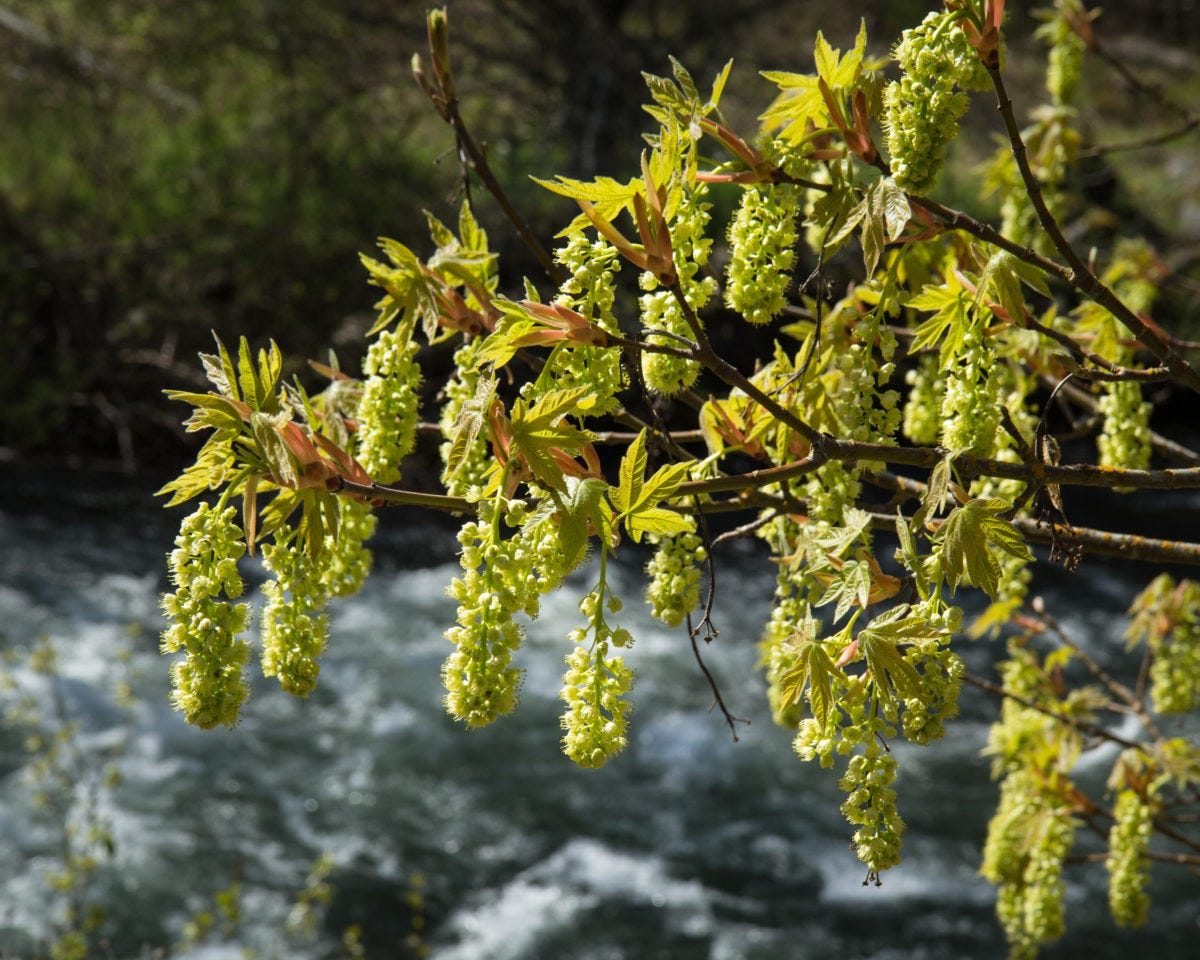 Bigleaf Maple Blossoms and Hood River-4080 - Columbia Land Trust