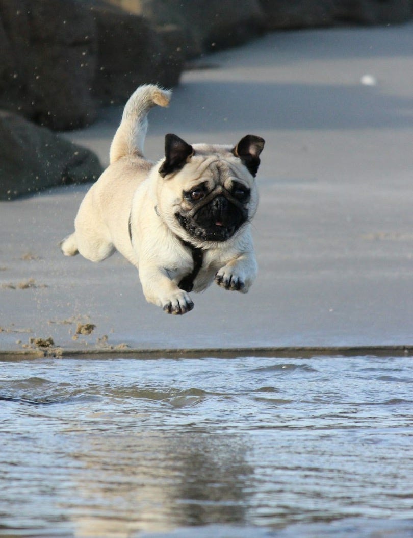 fawn pug jumping on water fawn pug jumping on water