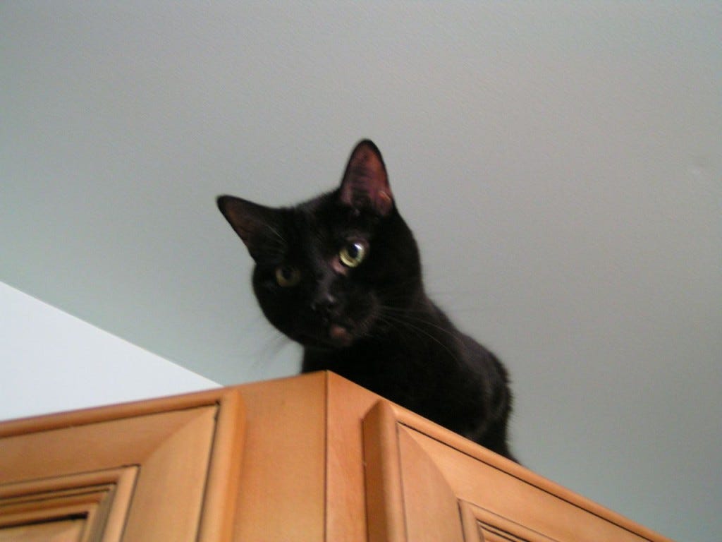 Gizmo_Cabinets_Cats_Communicate Gizmo_Cabinets_Cats_Communicate