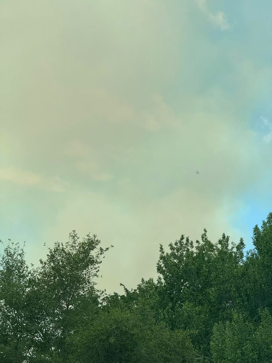 May be an image of tree