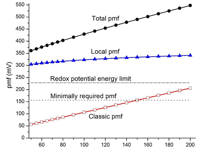 How our mitochondria use electricity