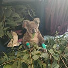 Wildlife warriors: Currumbin’s cyclone comeback