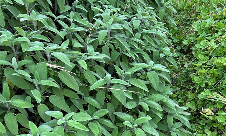 Green leaves of sage bush and close up
