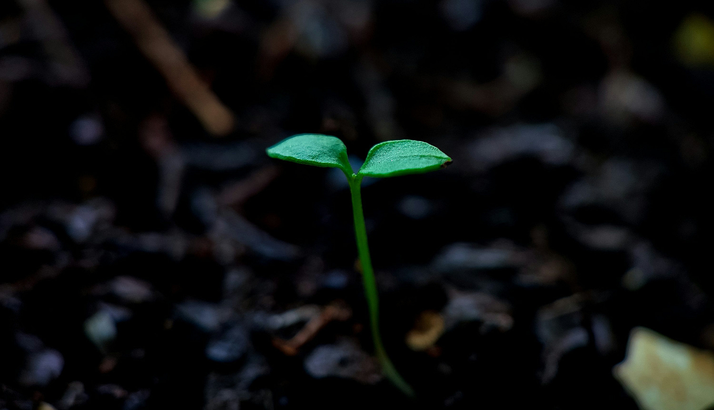 green leaf plant on ground