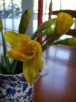 its the light daffodil