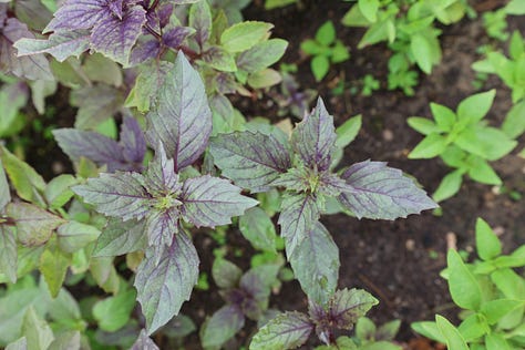 various varieties of purple basil plants