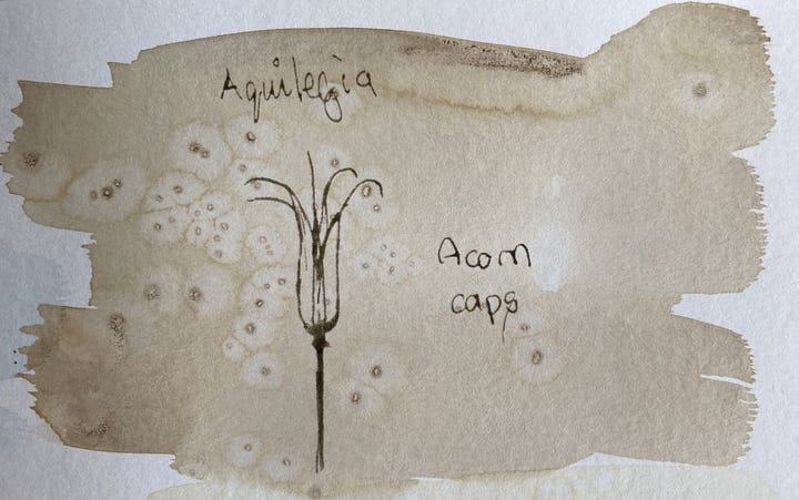 An ink drawing of an aquilegia pod with a brown background made from acorn cap in and a line drawing of borage with a blue background made from copper in vinegar