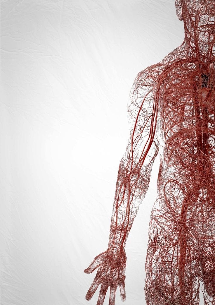 This may contain: an image of a human body made up of red wires and blood vessels on a white background This may contain: an image of a human body made up of red wires and blood vessels on a white background