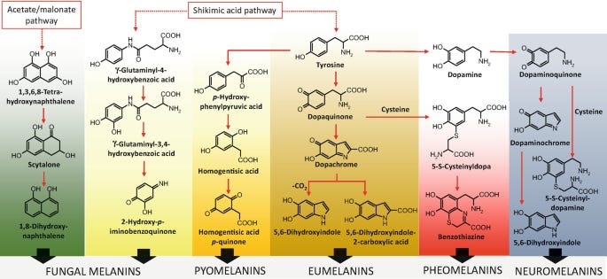 Melanins | SpringerLink Melanins | SpringerLink