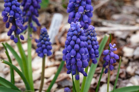 muscari (grape hyacinths)