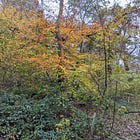 Modern Woodlanders