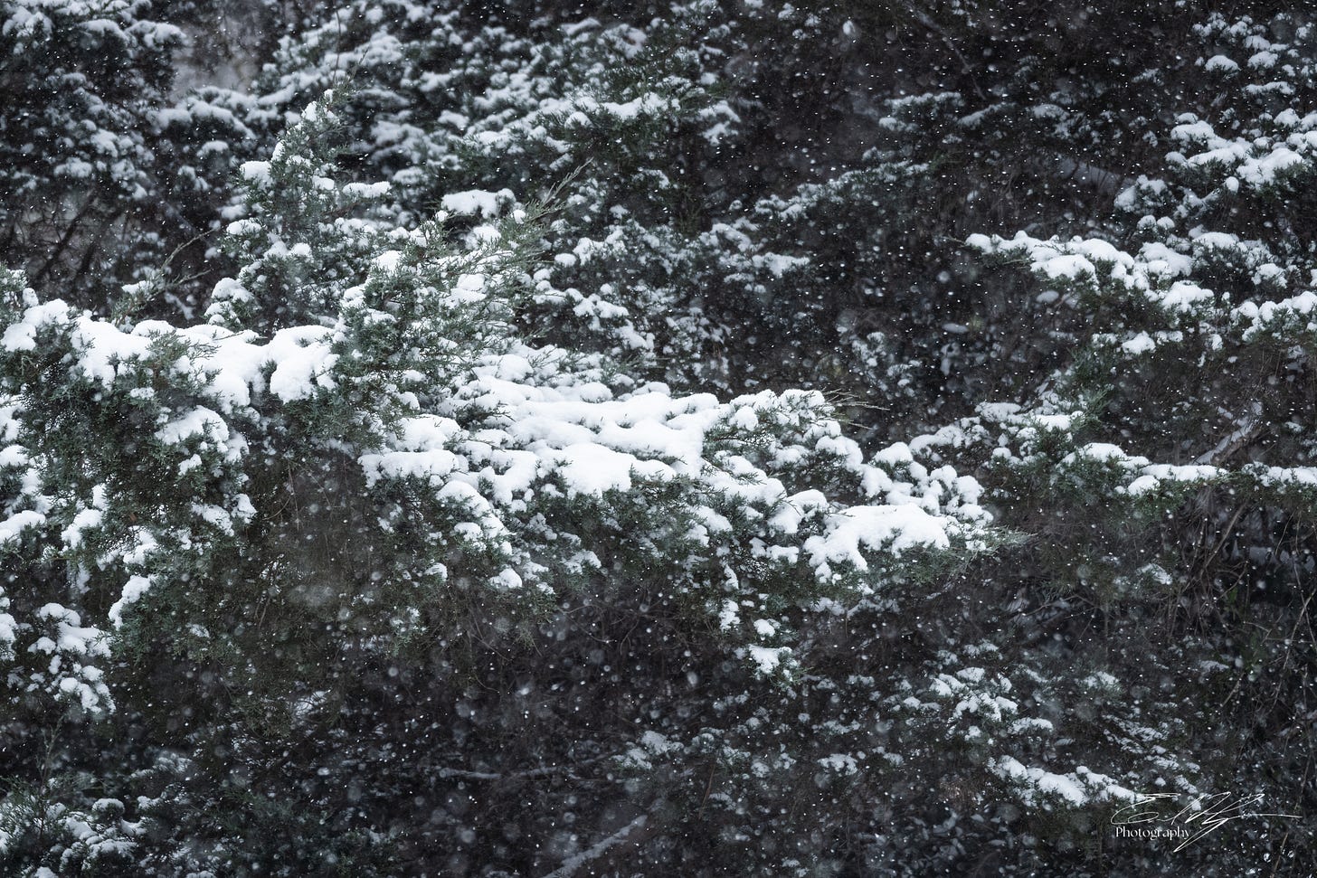 Snow covered evergreen branches in Athens, Ga