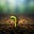 A Seed Planted To Grow's avatar