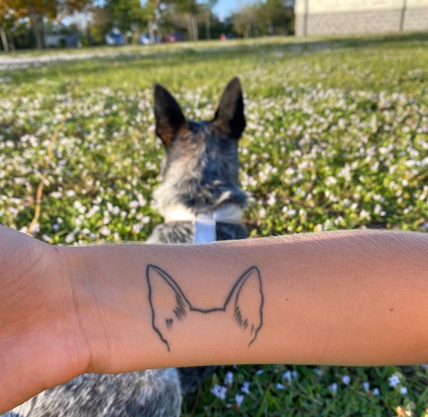 A minimalist dog ear outline tattoo in the foreground, on my right wrist, with the dog whose ears it is based on in the background