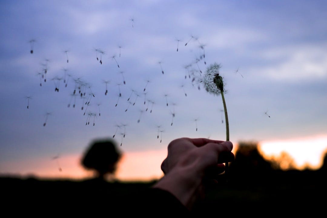 person holding dandelion stem with half the seeds blowing off and into the air