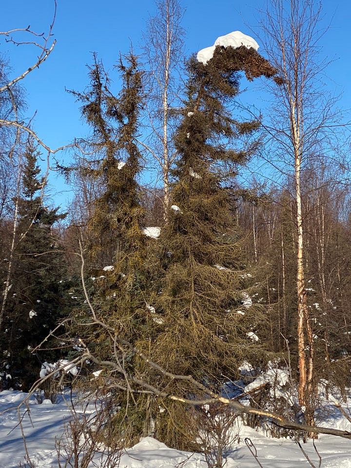Photos of trees and snow in Connor's Bog after a winter filled with heavy snowfall. Most of the snow has dropped to the ground but snowballs and snow slicks remain perched high in the tree tops or on trunks bent by the snowfall and wind.