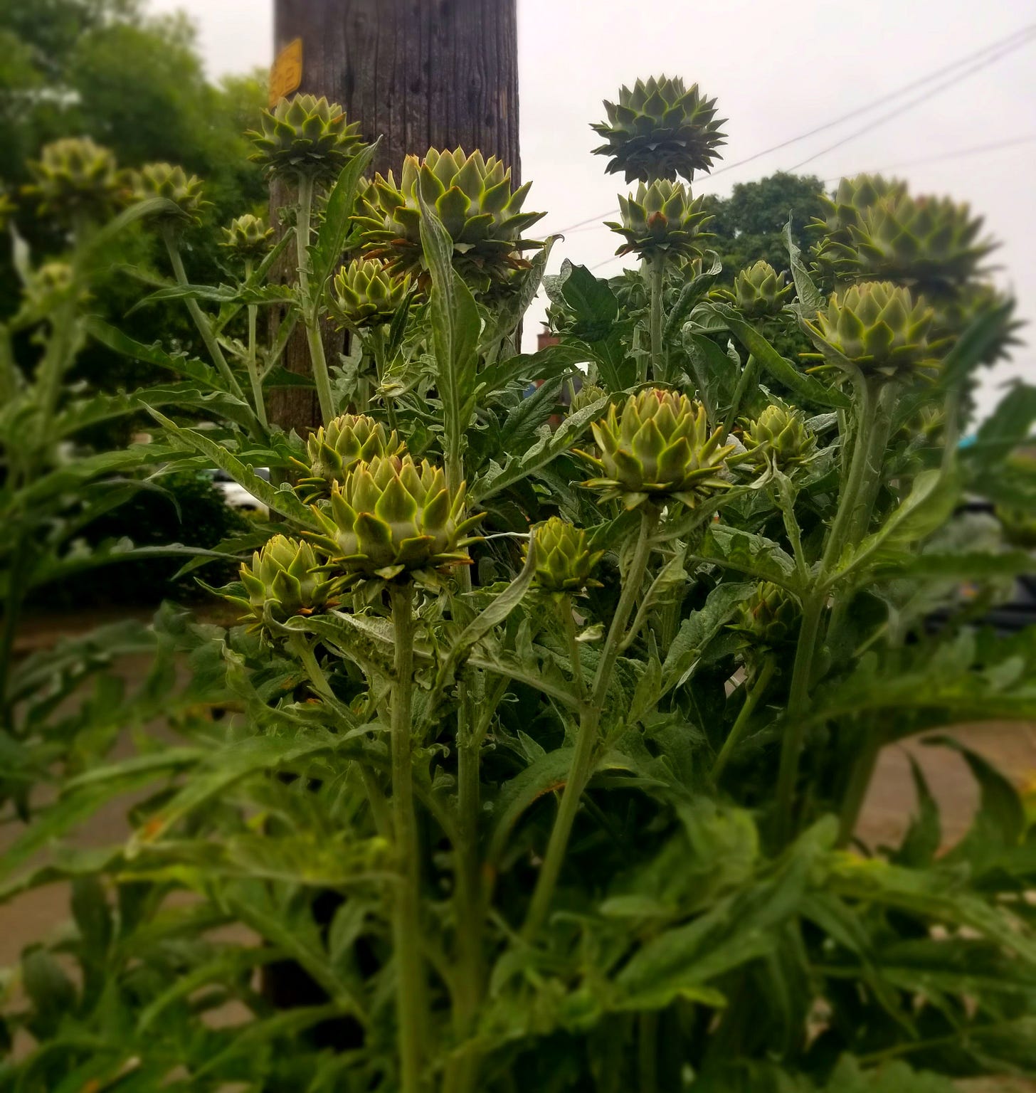 Cardoon grows in a parking strip, with many green spikey flowers and strong woody stems