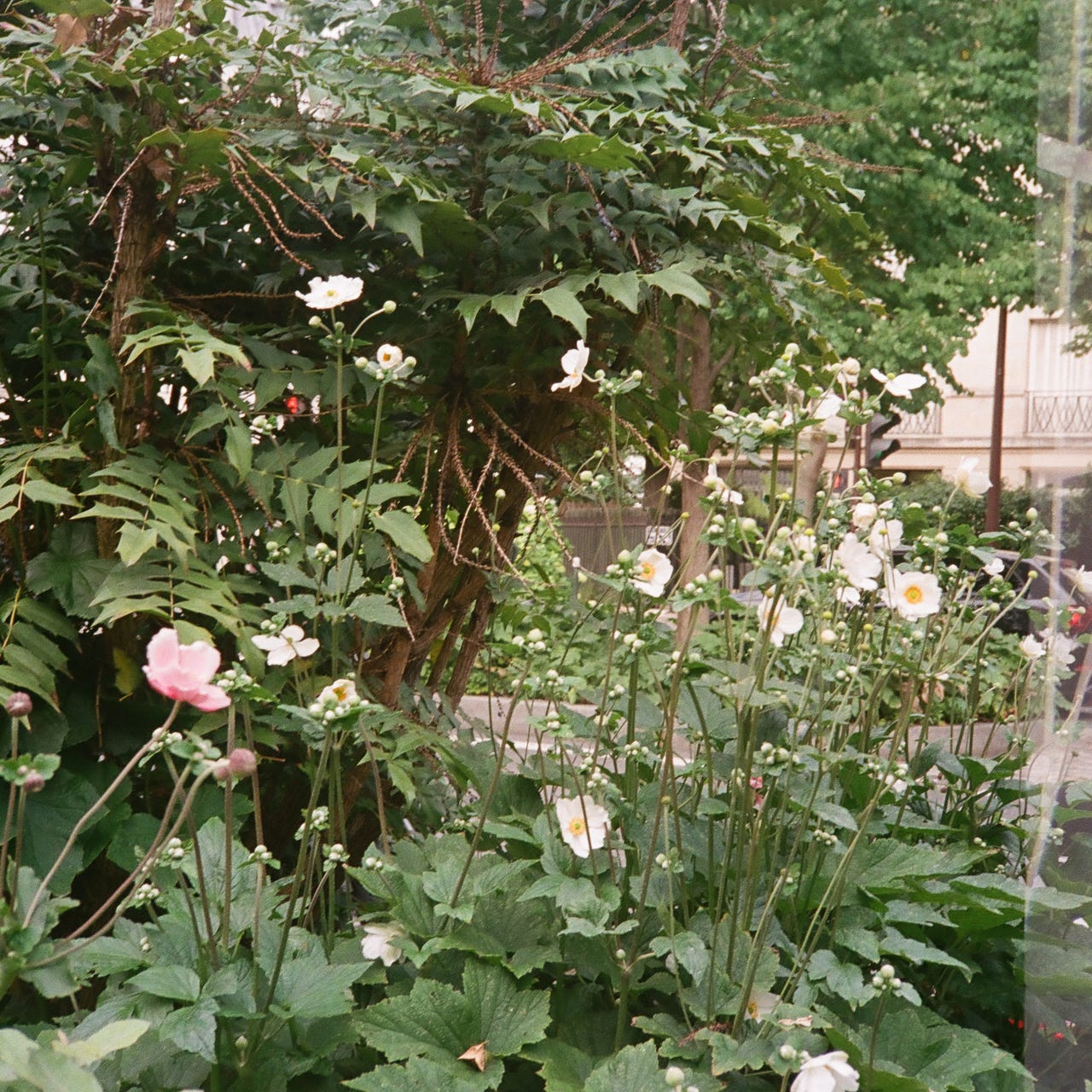 \ud835\udcb6\ud835\udcc3\ud835\udcbe\ud835\udcc2\ud835\udcb6\ud835\udcc1\ud835\udcbe\ud835\udcb8