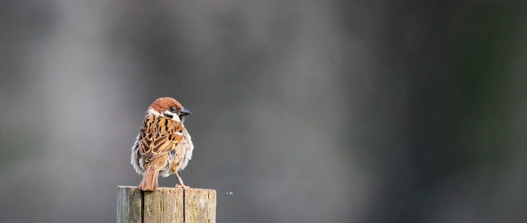 brown bird on brown wooden fence brown bird on brown wooden fence