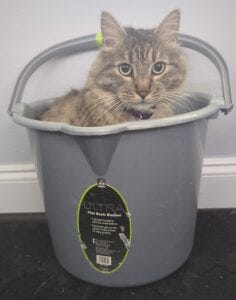 Bucket of Beleth Bucket of Beleth