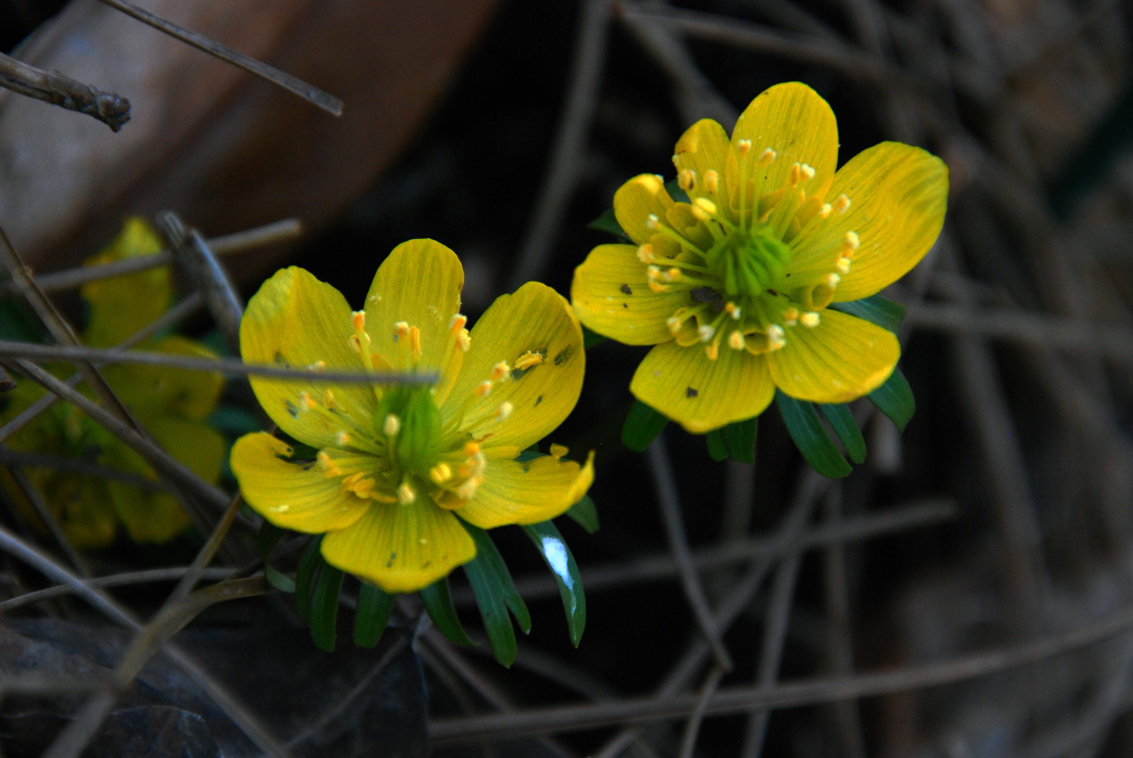 Gardening the Good News