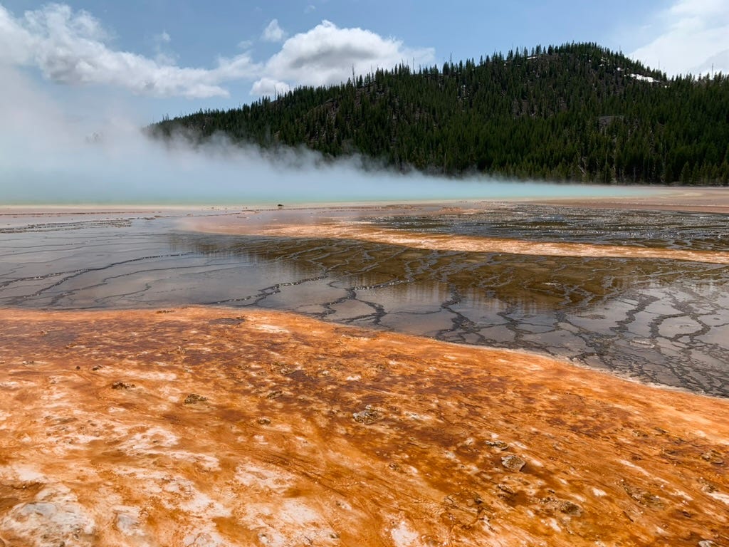 A bed of steam rises from a hot spring against a background of trees and blue sky in Yellowstone National Park.