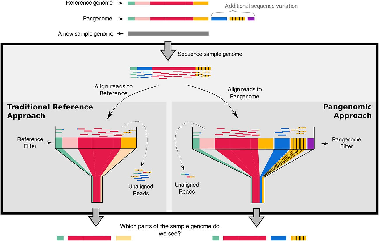Comparison of a traditional reference approach with a pangenomic approach. In the traditional reference approach, reads from some parts of the sample genome are not similar enough to align to the reference, and so, these regions are excluded from the comparison (the blue sequence on the left). In other areas, reads will align poorly (as in the case of the orange region on the left) and so are partially or poorly represented. On the right-hand side, we can see how a pangenomic approach results in a higher proportion of reads aligning [5–7], and so, a larger portion of the sample genome is able to be analysed.