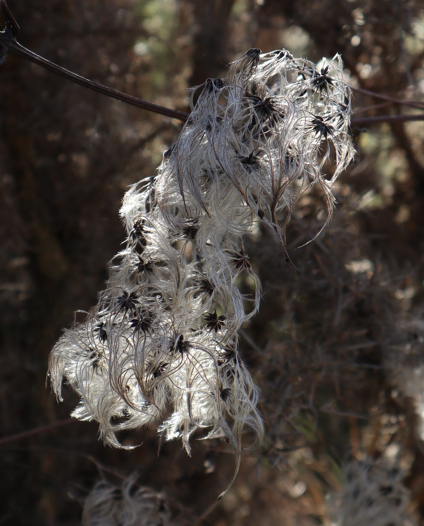 Seeds of old man's beard, clematis vitalba, showing the feathery tails which allow them to be wind-dispersed, looking pretty with the sun behind them