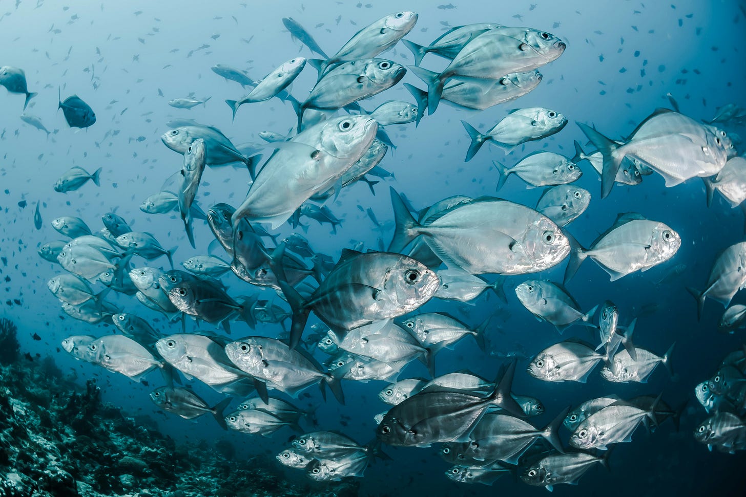fish schooling