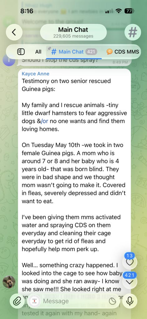 Photo inspiration: Visual Reference: Amazing Recovery Of Rescued Guinea Pigs