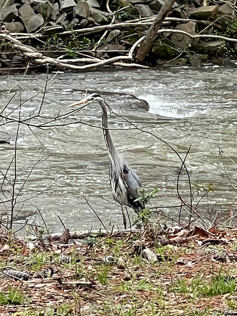 Great blue herons at the Jemison Park Trail.