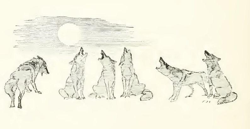 File:Coyote chorus - Seton Thompson (1909).png