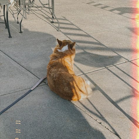 photos of Dylan and Gwen at the cafe