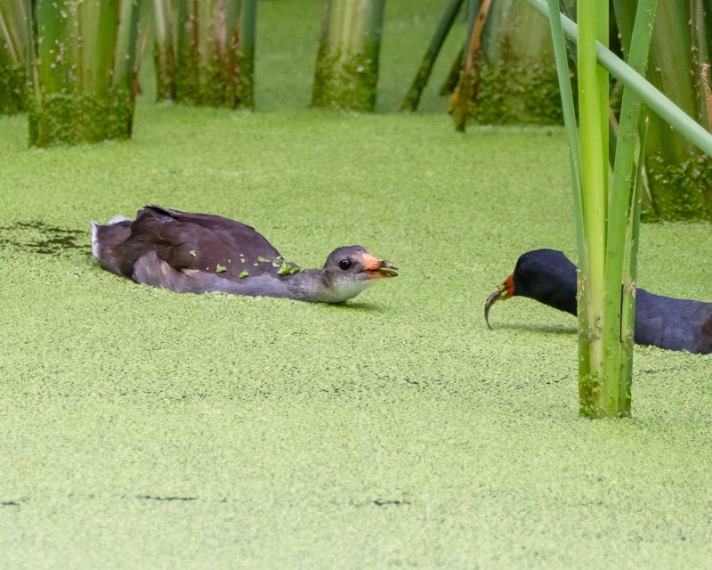 20250918-Sweetwater-132-Edit.jpg 20250918-Sweetwater-132-Edit.jpg