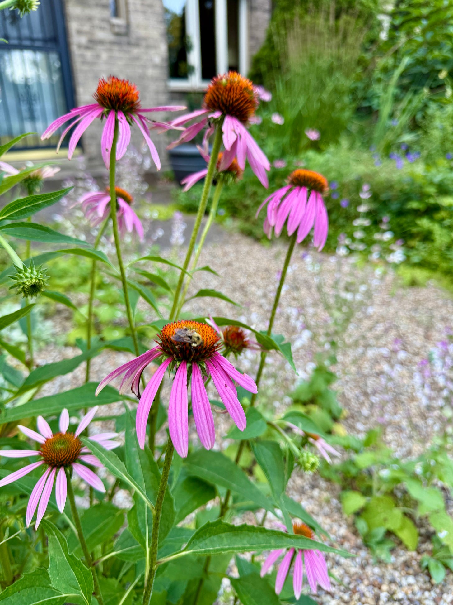 This Echinacea seeded itself here in the Cottage Garden years ago, and keeps popping up along the edges. 