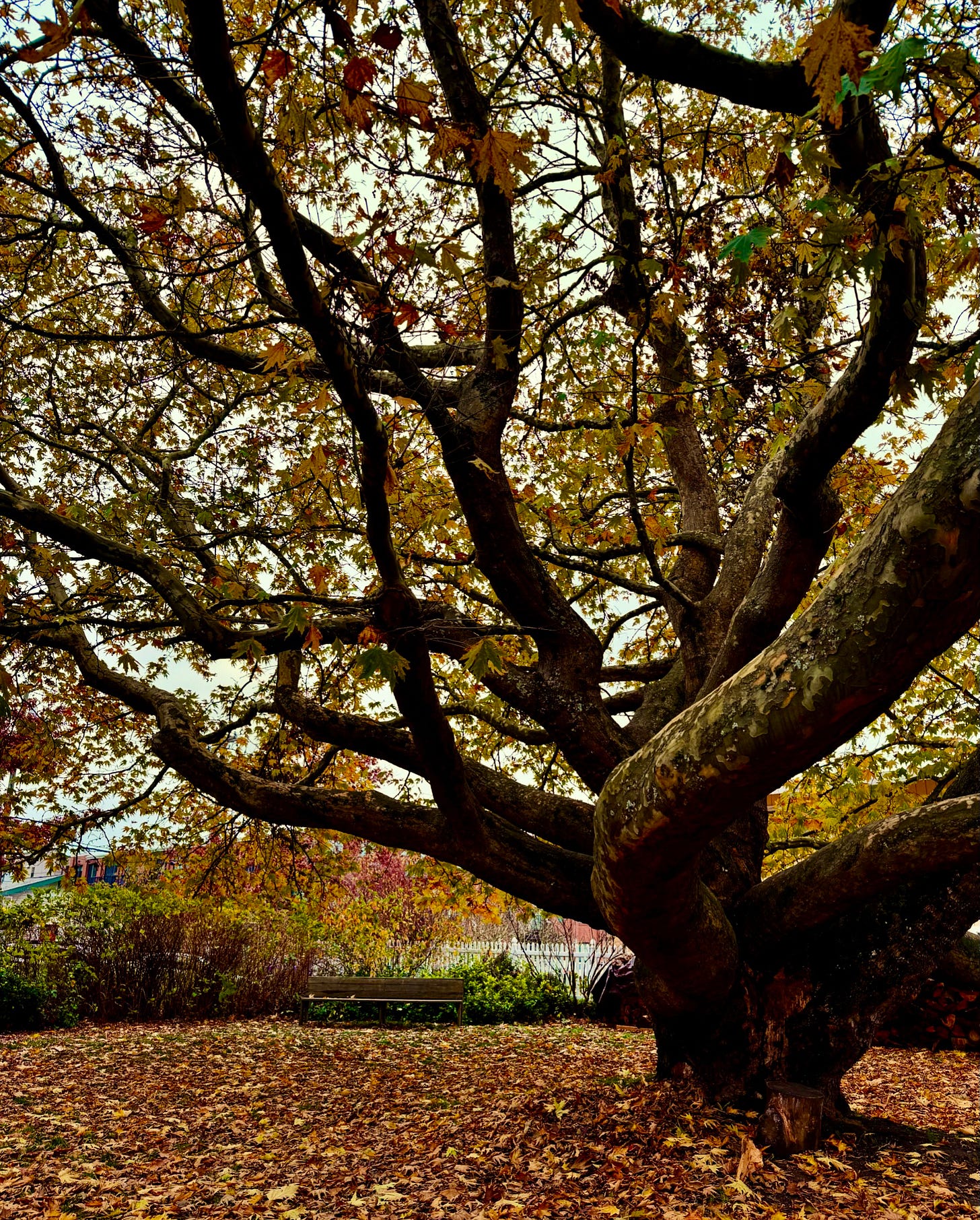A beloved tree in Fairhaven, November 2024. Photo by JPC.