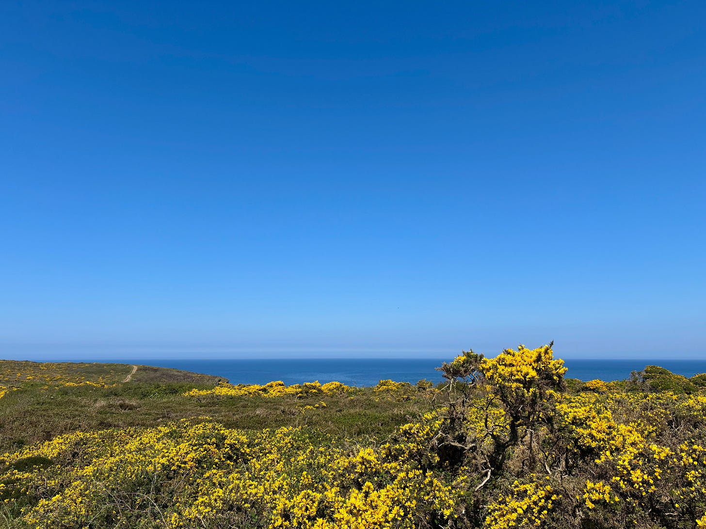 A colour photograph showing yellow flowering gorse in the foreground, vivid blue sea in the middle distance and clear blue sky.