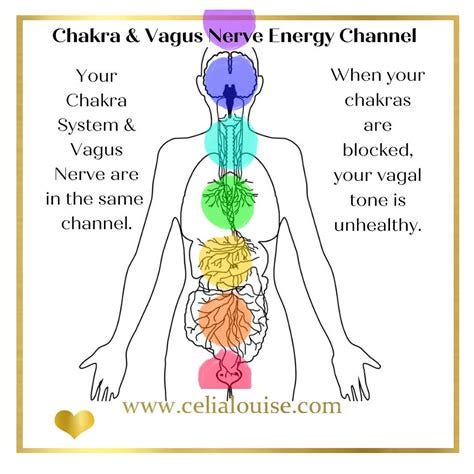 Vagus Nerve, Vagal Tone and Your Chakra System