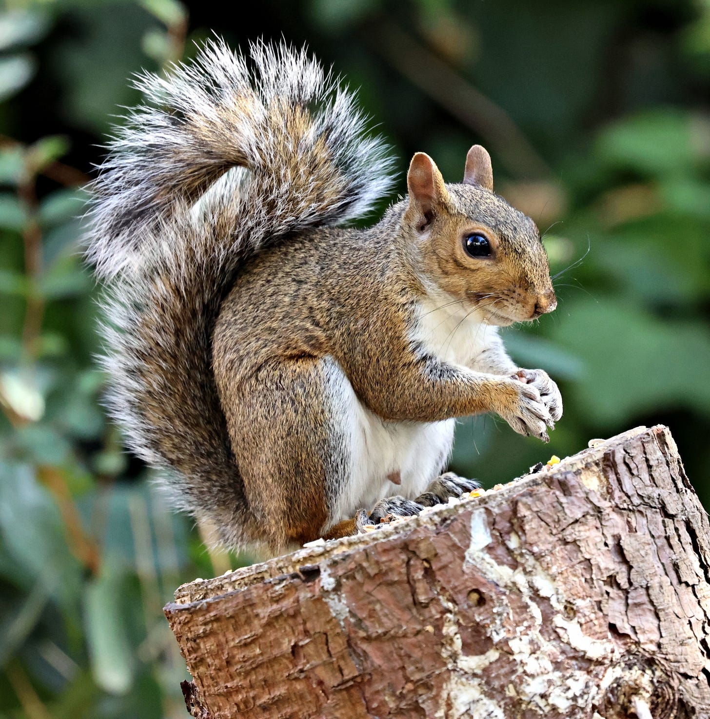 Grey Squirrel Free Stock Photo - Public Domain Pictures