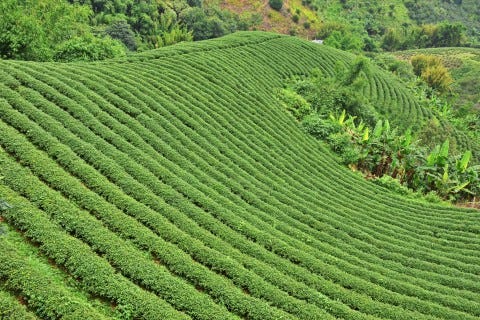 Into tea? You’re in the right place. Photo: Mark Ord. Into tea? You’re in the right place. Photo: Mark Ord