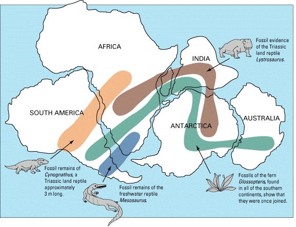 Map of Gondwana, showing how Africa, South America, India, Antarctica and Australia fit together. Overlain are fossil distributions of Cynognathus, Mesosaurus, Glossopteris and Lystrosaurus, overlapping continents. Map of Gondwana, showing how Africa, South America, India, Antarctica and Australia fit together. Overlain are fossil distributions of Cynognathus, Mesosaurus, Glossopteris and Lystrosaurus, overlapping continents.