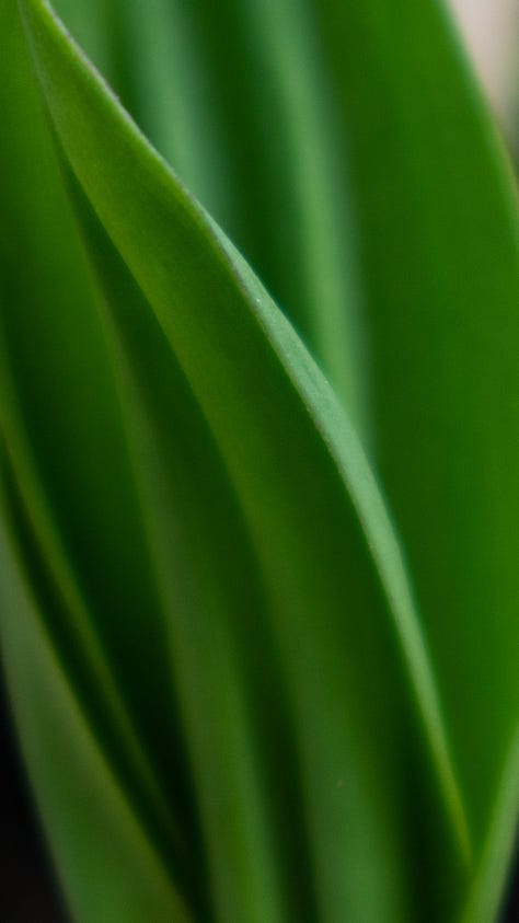 Close up images of ramps on a forest floor, shot by JB Douglas for The Wild Grocery